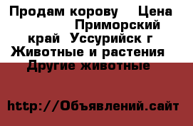 Продам корову  › Цена ­ 70 000 - Приморский край, Уссурийск г. Животные и растения » Другие животные   